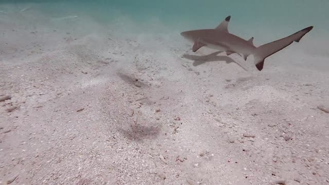 Divers try to match the swimming speed of a shark