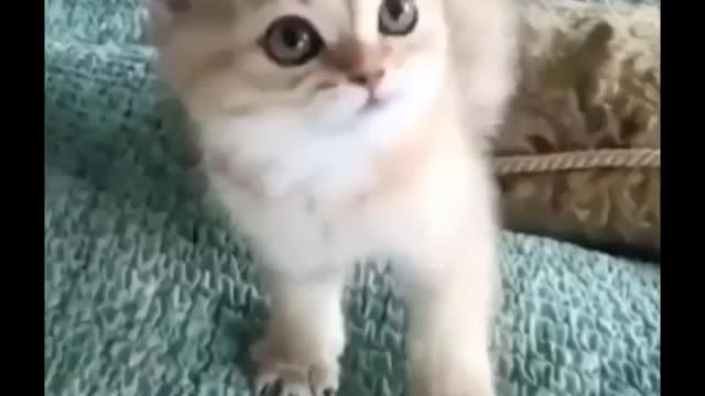 Funniest cat videos - This will make you laugh hard!