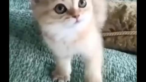 Funniest cat videos - This will make you laugh hard!