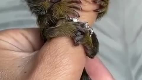 Awn..pretty finger monkey🐒