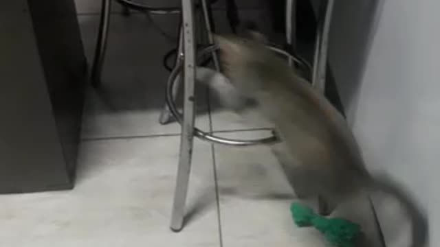 cat playing with bag