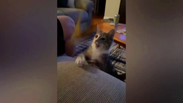 Try Not To Laugh | Funniest Cat Videos Ever | Funny Animal Videos #4