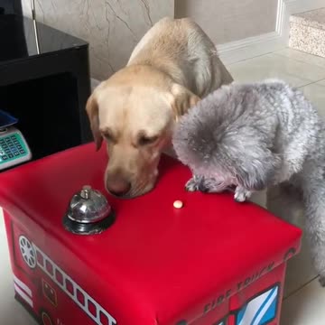 Cute Puppies Doing Funny Things, Cutest Puppies in the Worlds 2021 ♥