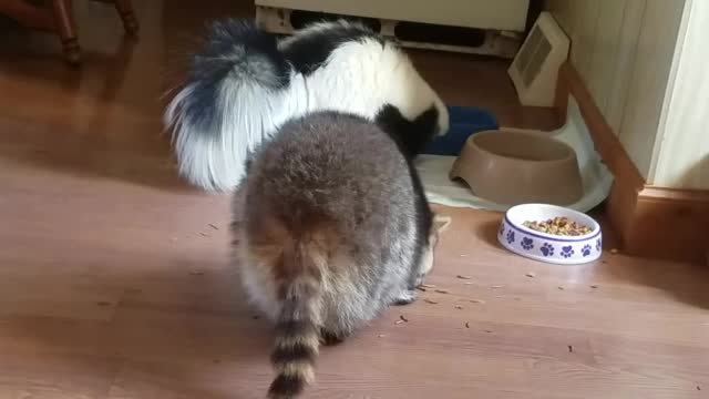 Bruiser the Skunk and Princess the racoon