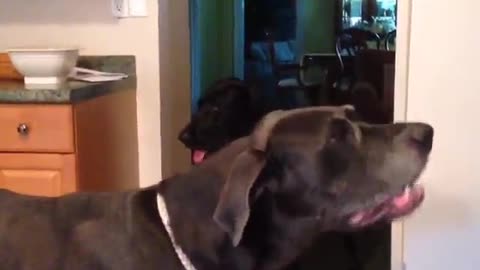 Black dog getting ice from ice machine and eating ice