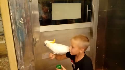 Son and parrot