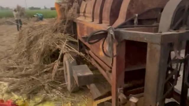 #देखिए कैसे निकाली जाती है सरसों See how mustard is extracted