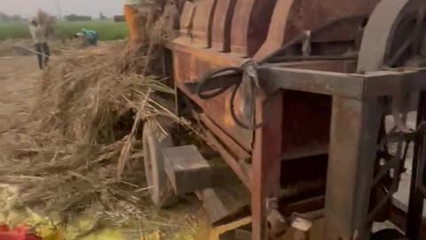 #देखिए कैसे निकाली जाती है सरसों See how mustard is extracted