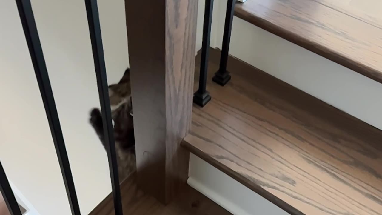 Cat Falls From Top of Stairs in Slow Motion