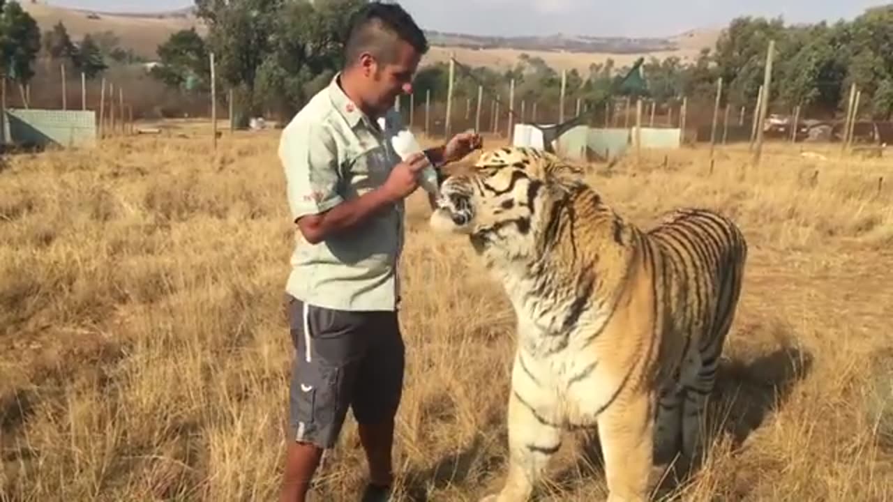 tiger getting a bottle