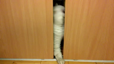cat story adopt