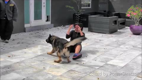 how to train our dogs 2