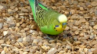 Colorful beautiful parrot