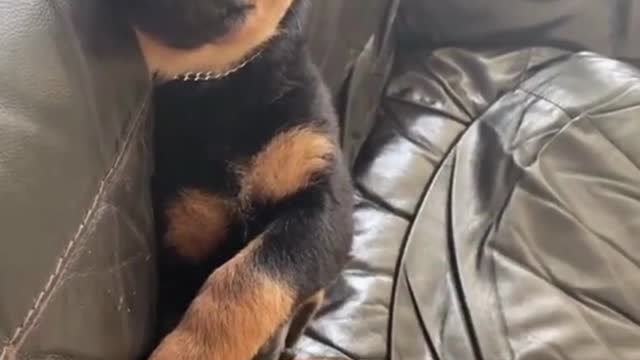 Cute And Funny Dogs pt21 - Adorable!