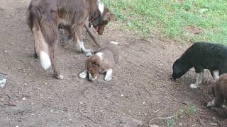 HUCK plays w 5 daughters