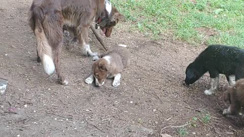 HUCK plays w 5 daughters