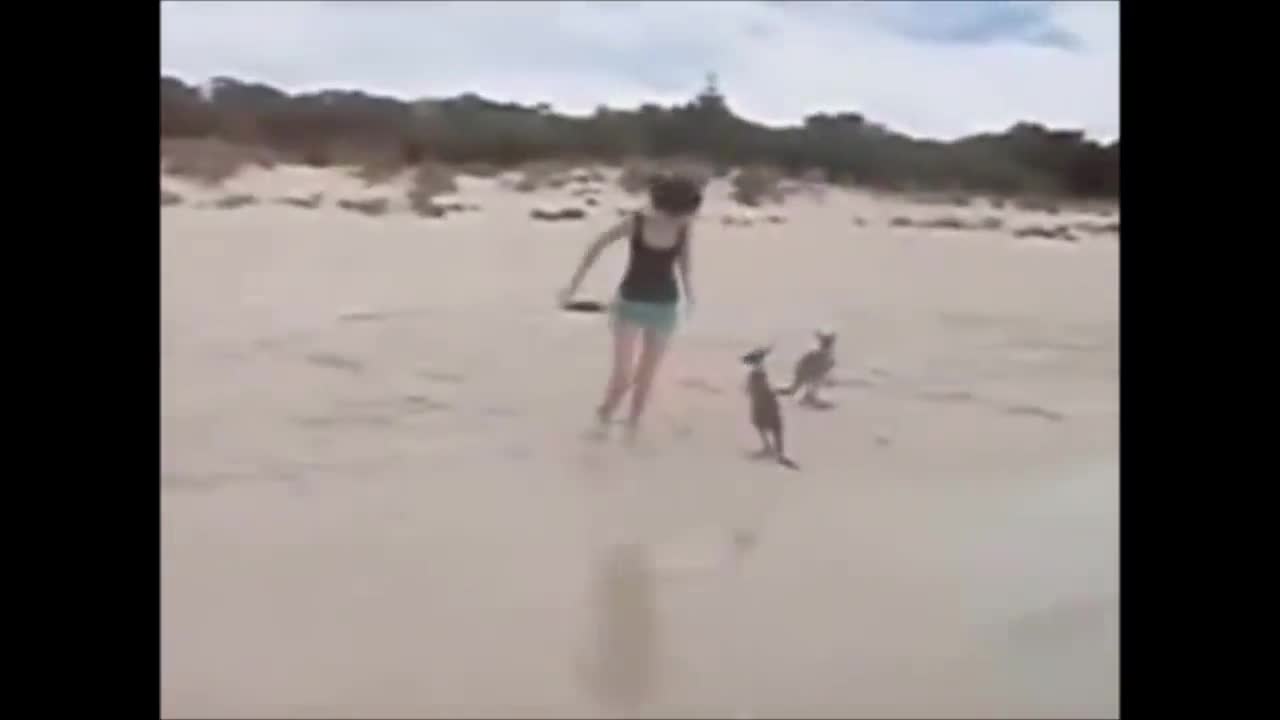 Baby kangaroos gone wrong😲