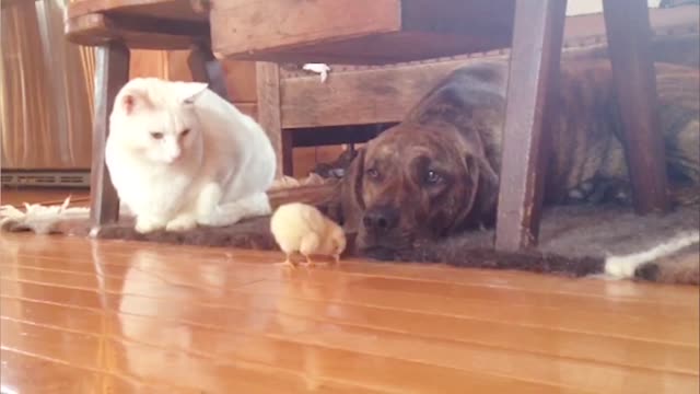 Funny Baby Playing with the Chickens