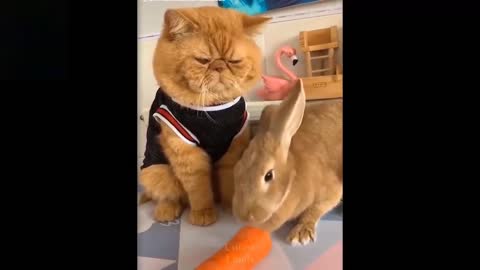 Cute and Funny Pets!! Try not to laugh!