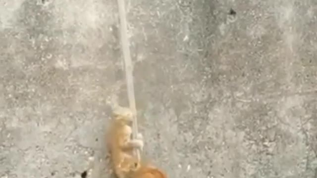 My cat is whicher can fly on sticcks