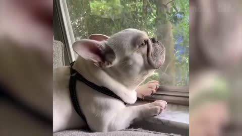 THE FUNNIEST CAT AND DOG