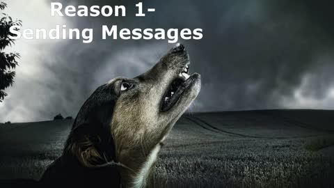 Why Dogs Bark at Night