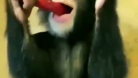 Munching Monkey Madness: A Frosty Feast with Our Primate Pal!