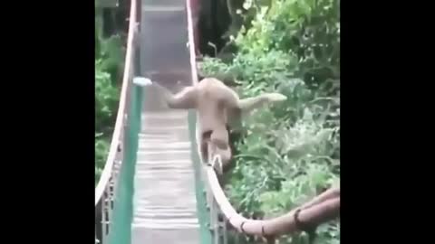 dance monkey