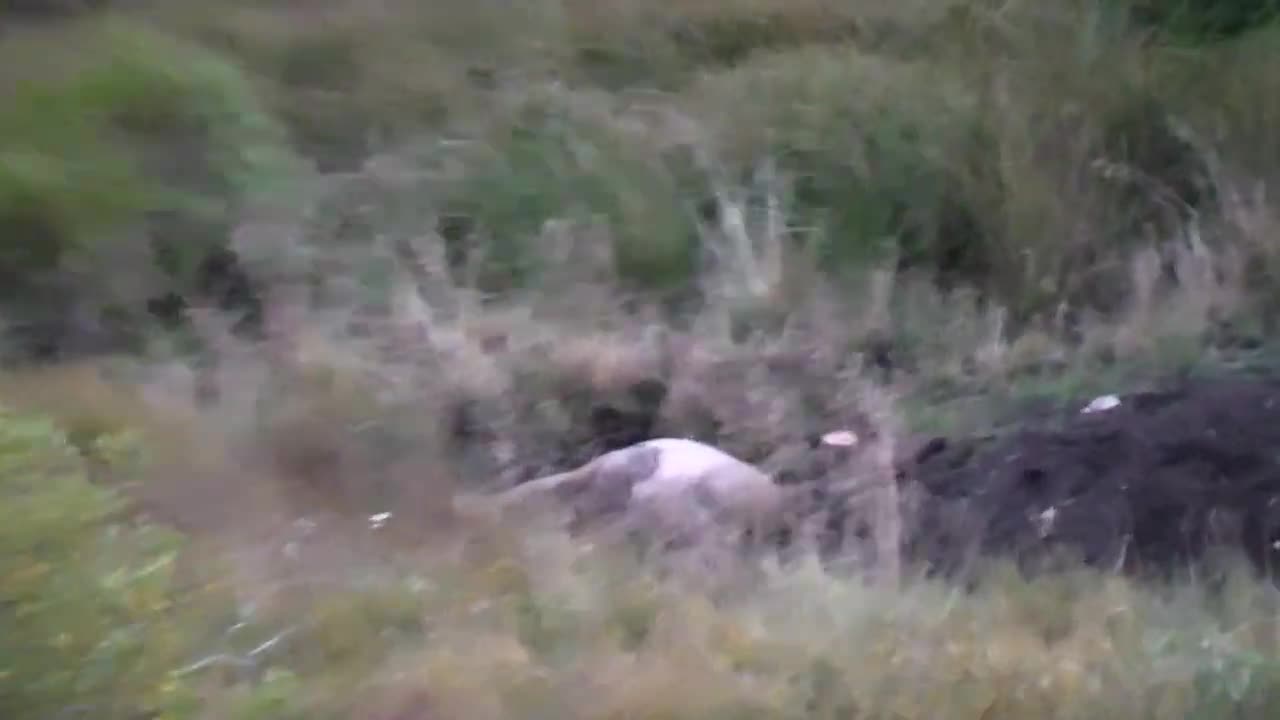 Colorado Black Powder Cow Elk Hunt