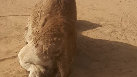 funny camel