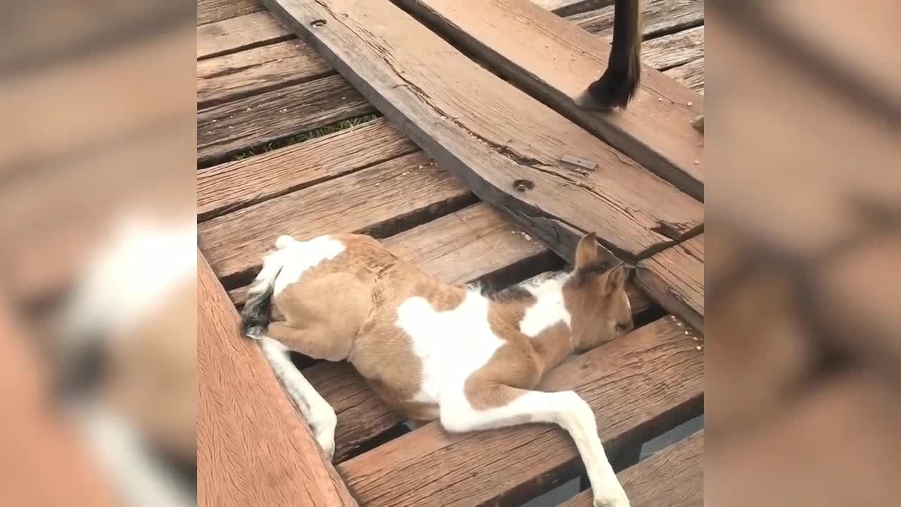 Man Saved Little Pony