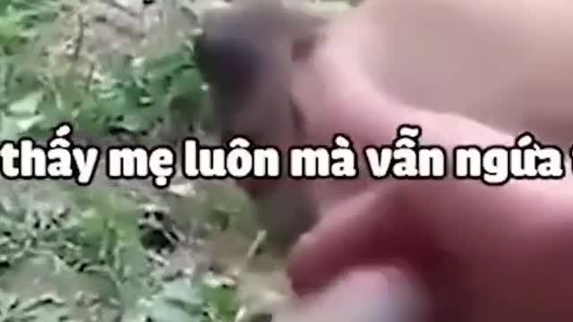 dog # stroking dog # treat unhappiness # funny video