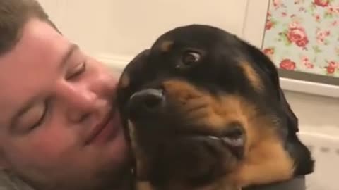 Rotweiler grumbling at his owner, freighting or cute