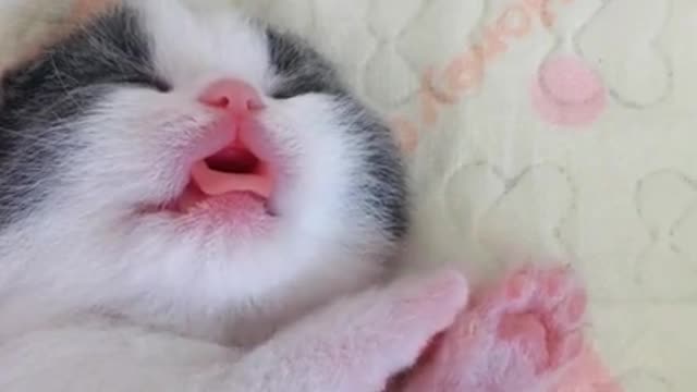 Sweetest Baby Kitten Sleeping and Dreaming