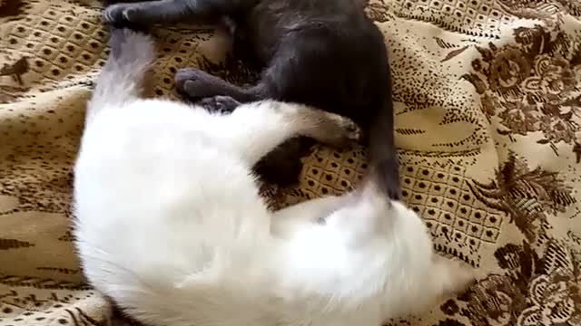 The kittens wash