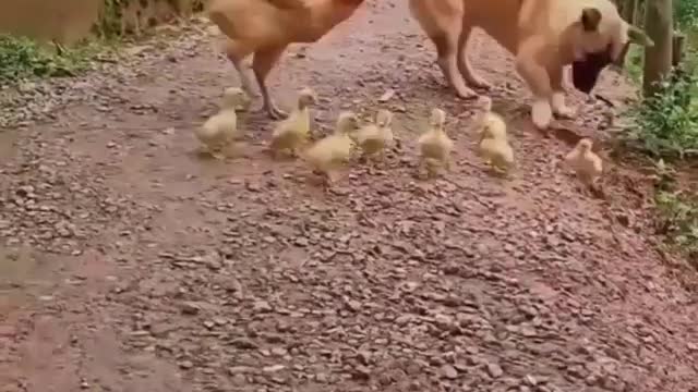 mamae chicken doesn't let dogs play with their babies