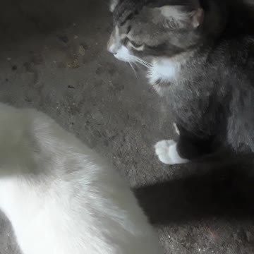 cat and the white cat