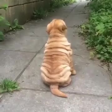 A woman playing with her dog in a fun way