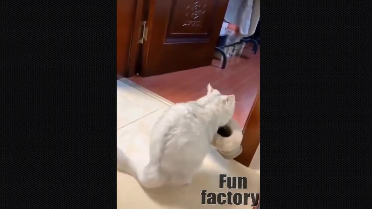 Cute & Funny Pet Compilation (#2)