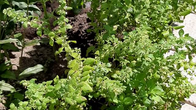 Cabbage White on Lemon Balm