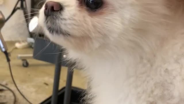 A puppy I met at a hair salon. You look so cute.