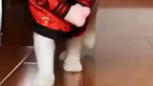 ❤️❤️❤️Cute cats dancing funny video.👌👌👌