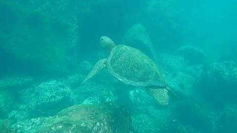 A Turtle Swimming Under W