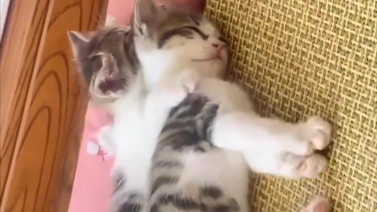 Funny and Cute Cats Videos #183