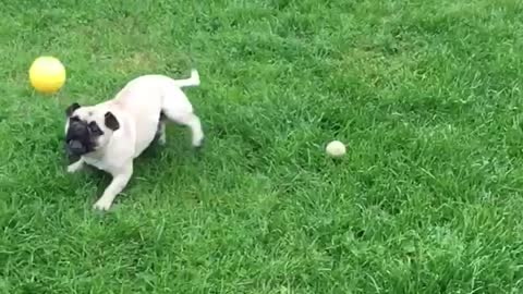 Pug trying to catch but misses it