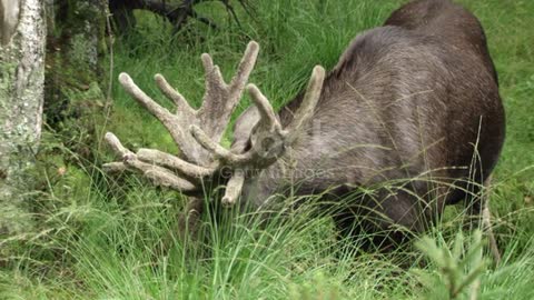 Moose in swedish forest stock video 2022