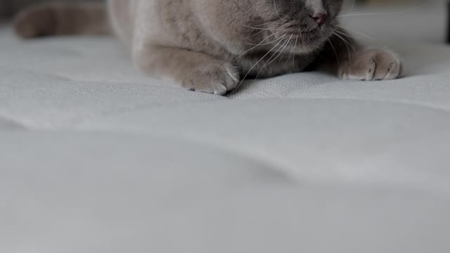 a-playful-cat-looking-around