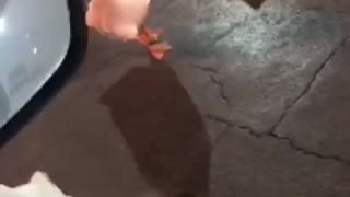teenage driver freaks over geese in her way!