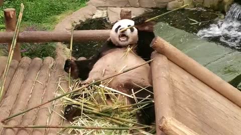 A cute panda eating bamboo