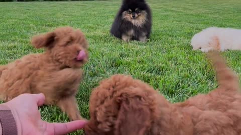 Cute poodle and Pomeranian friends running around